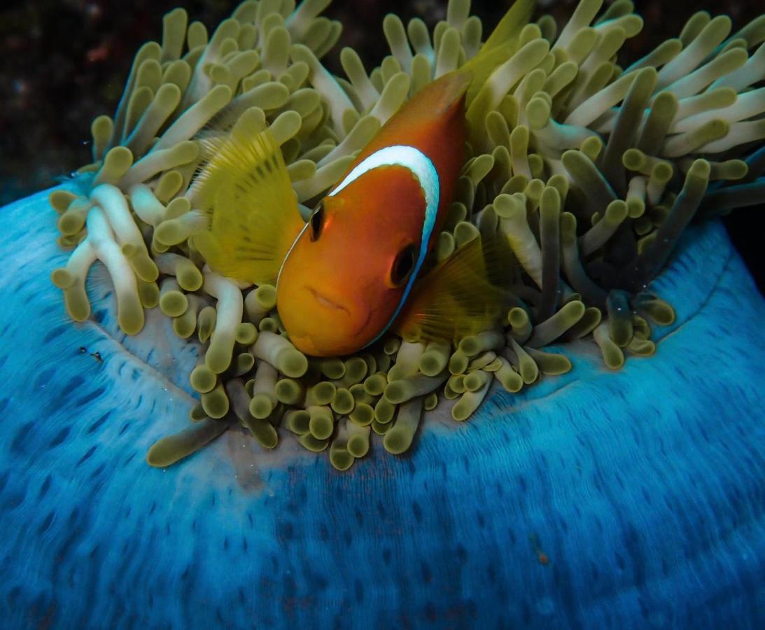Wow Inn Keyodhoo Keyodhoo  エクステリア 写真